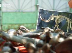 В Запорожской области учёные нашли кости мамонта и гигантского оленя