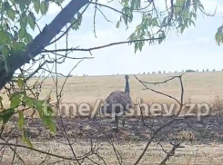 Страус, бегающий по полю, удивил жителей Запорожья