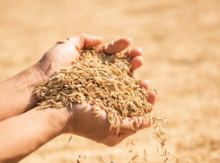 Турция стала основным иностранным потребителем зерна из Запорожской области