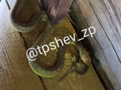 Поедание мыши живьём попало на видео в Запорожье