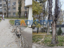 Власти Мелитополя рассказали, когда спилят опасные аварийные деревья на проспекте 50-летия Победы