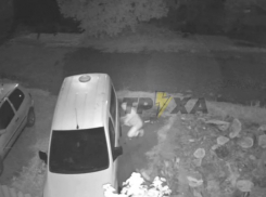 Ночного мстителя, прокалывающего шины соседям, сняли на видео в Запорожье