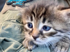 Бойцы ВС РФ спасли котенка по кличке «Тротил» при разминировании позиций в Запорожье