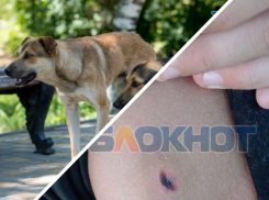 Жительница Мелитополя раскрыла подробности нападения бродячей собаки на 11-летнего сына