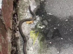 Жуткую змею сняли на видео в Запорожье