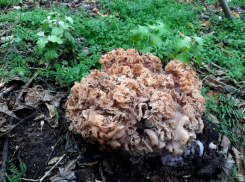 Крайне редкий гриб нашли под Запорожьем 