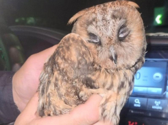 Предельно мимимишечная история с маленьким совёнком случилась в Запорожье