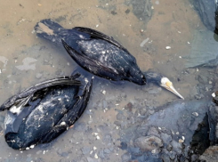 Учёные оказались бессильны перед массовой гибелью птиц в Запорожье