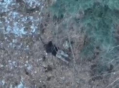 Неудачная попытка трёх запорожских уклонистов сбежать в Румынию попала на видео 