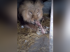 Раненного дроном ВСУ льва Нео выпустили в отремонтированный вольер зоопарка в Васильевке