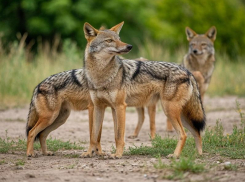 Шакалы начали охотиться на людей под Запорожьем 