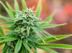 Мелитополец прятал в своём гараже почти килограмм конопли