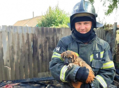 Сотрудники МЧС спасли щенка из горящей травы в Мелитополе