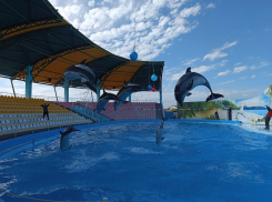 Дельфинарий в Кирилловке получит лицензию первым в новых регионах