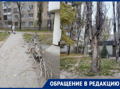 Читательница «Блокнота» показала аварийные деревья, угрожающие жителям Мелитополя