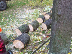 «Желтые жилеты» добрались до деревьев в городе Запорожье