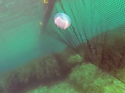 Ученые придумали способ избавления от медуз на побережье Азовского моря в Запорожской области