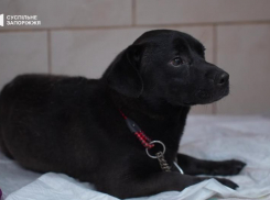 В Запорожье мужчина хладнокровно выбросил своего пса из окна второго этажа