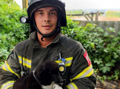 Маленького щенка вызволили из 13-метрового колодца в запорожском посёлке