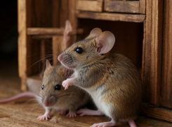 Жителям Запорожской области рассказали, как избавиться от грызунов без жестокости и химии