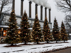 На Запорожской АЭС высадили ели к Новому году