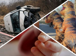 Новости Запорожья: виновник ДТП заплатит миллион, спасение младенца и секс динозавров