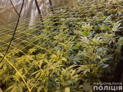Получали 1 млн грн в месяц за продажу конопли: в Запорожье полицейские задержали группу наркоторговцев