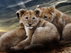 Васильевский зоопарк начал готовиться к зиме