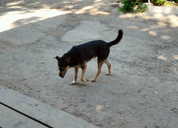  Госдума запретит брать животных в магазины Запорожья