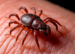 Почти сотню человек покусали клещи за неделю в Запорожье