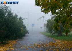 Дождь и туман накроют Запорожскую область 11 ноября
