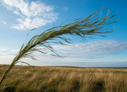 Штормовое предупреждение объявлено в Запорожской области из-за сильного ветра