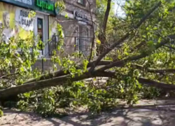 Три дня не могли убрать: в Запорожье рухнуло огромное дерево во дворе дома 