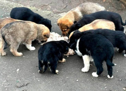 Пожарные МЧС России спасли щенка в Мелитополе из бетонной западни