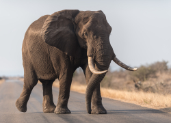 Пантеры, гиены и слоны: в Запорожской области утвердили список запрещённых к содержанию животных