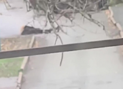 Потерявшую равновесие посреди дороги женщину обсмеяли на видео в Мелитополе