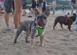 Появилось видео вечеринки с бульдогами на берегу Днепра в Запорожье