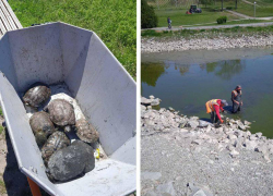 В Запорожье спасли красноухих черепах из обмелевшего пруда