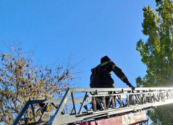 В Мелитополе спасатели помогли снять с дерева котёнка