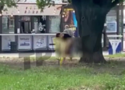 Появилось видео, как запорожанка прилюдно оголила пятую точку возле ТЦ