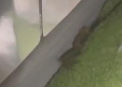 Огромную ядовитую сколопендру сняли на видео в Запорожье