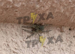 Нашествие тарантулов напугало жителей Запорожской области