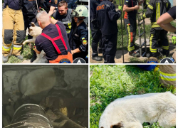 В Запорожье спасли собаку, два месяца прожившую в канализации