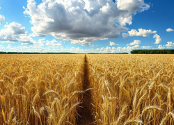 Мелитопольский университет станет научной базой для развития сельского хозяйства Запорожской области