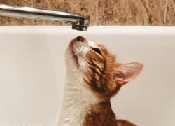 Почему напор воды резко снизился в Мелитополе, раскрыли в мэрии