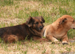 Бросаются на детей и взрослых: бездомные псы держат в страхе жителей Запорожской области