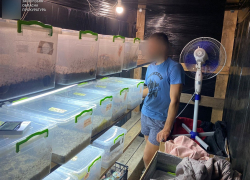 Запорожец проведёт пять лет за решёткой за выращивание галлюциногенных грибов