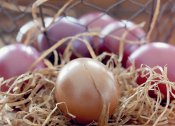 Запорожские птицеводы увеличат производство яиц в 3 раза