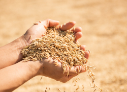 Запорожские учёные разработали дробилку нового поколения