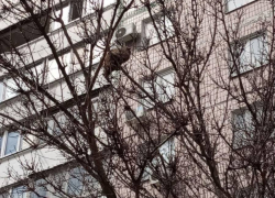 В Запорожье пожарные спасли забравшегося на дерево мартовского кота